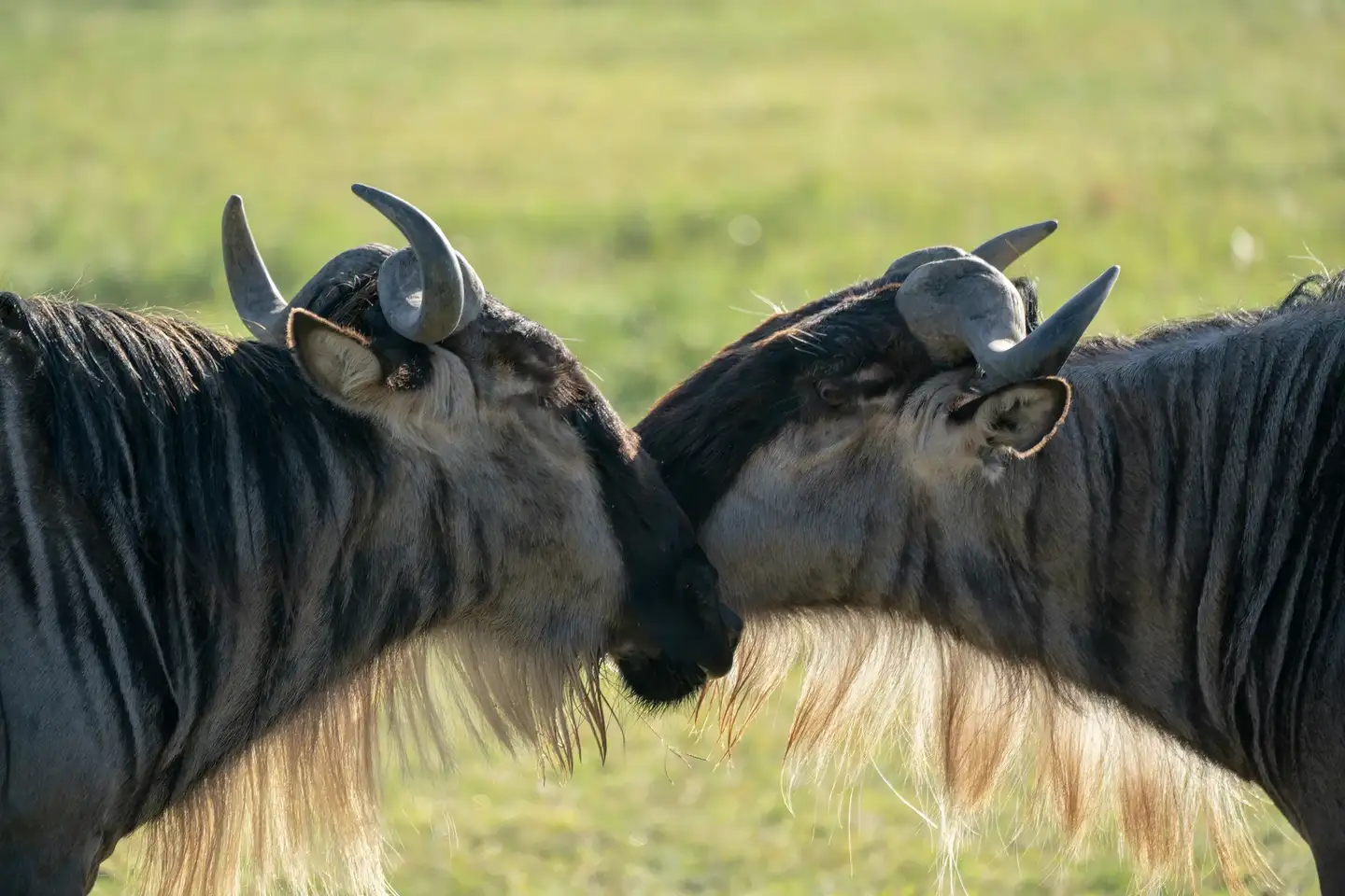 Great Migration Safari 2